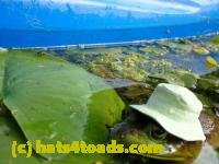 /home//u458753944/public_html/sourcegallery/////////////////////////Frogs/More bullfrogs/P8180205.JPG